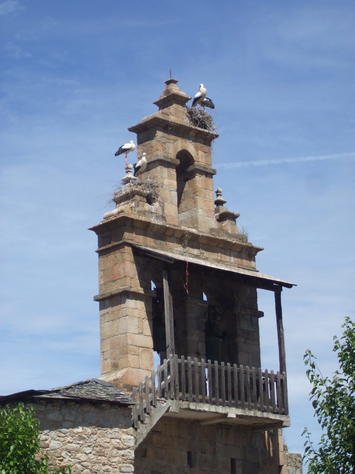 Storks like campaniles