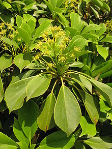 Trochodendron aralioides_09072