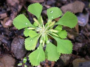 Photo credit: DE Boufford, efloras.org