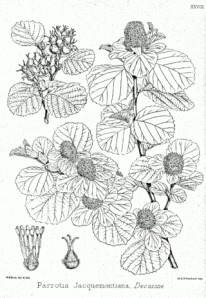 Via Wikimedia commons