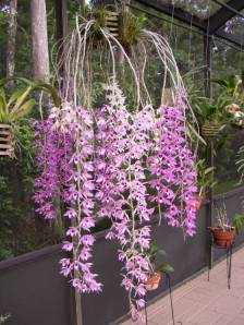 pendant_Dendrobium_culture.18280505_std