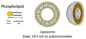 liposome-600x272