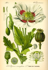 Opium poppy