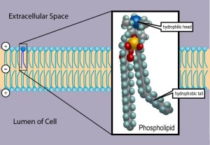 Phospholipid_TvanBrussel