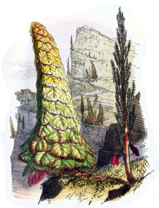 640px-Rheum_nobile_scene