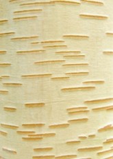 himalayan-birch lenticels