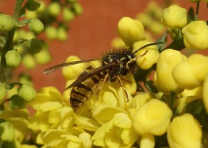 Mahonia_13Nov13 (56)
