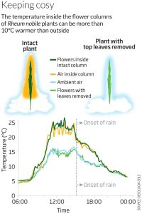 Rheum nobile (New Scientist)
