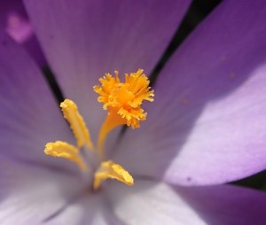 Crocus 1