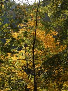 Riverbanks, Oct 2012 004