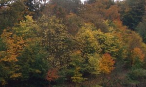 Riverbanks, Oct 2012 009 (2)