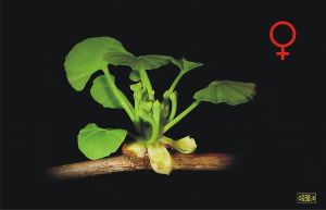 800px-Ginkgo_biloba_female_flower