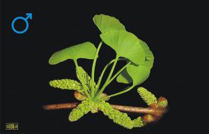 800px-Ginkgo_biloba_male_flower