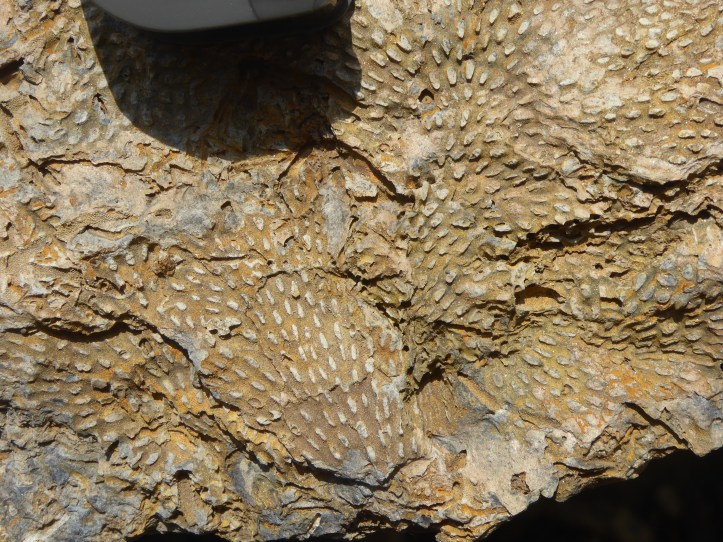 Day 5 - Bryozoans 2
