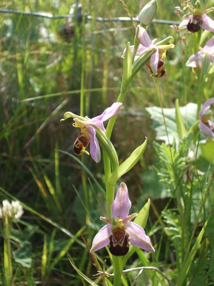 Bee Orchid 05