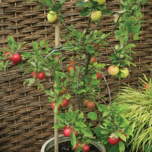 family apple tree