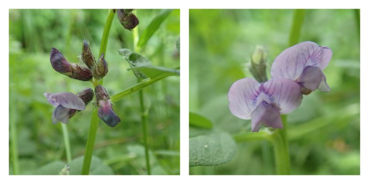 Vetch collage