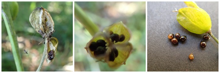 Bluebell seeds Collage