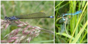 Damselfly collage