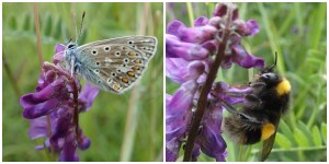Vetch pollinator collage