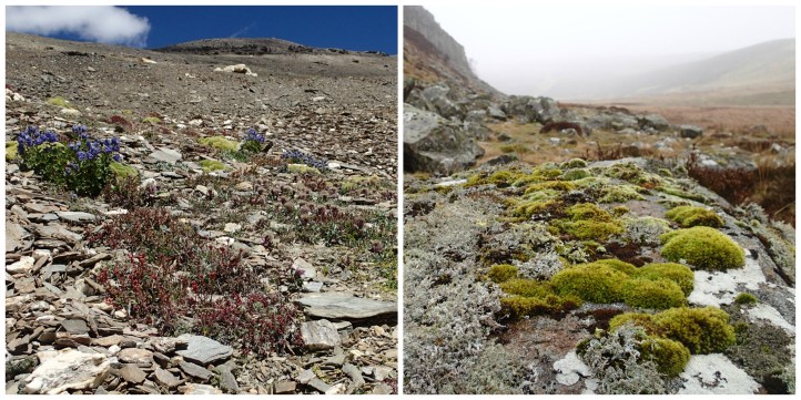 Cushion plant setting collage