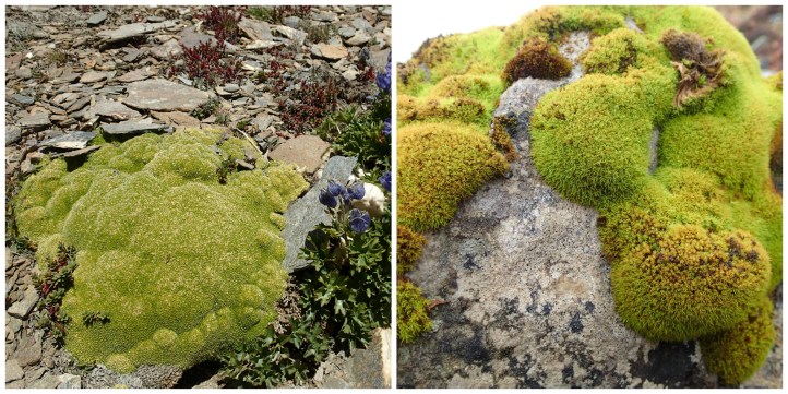 Cushion plants collage