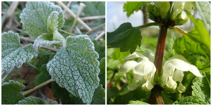 Dead nettle Collage