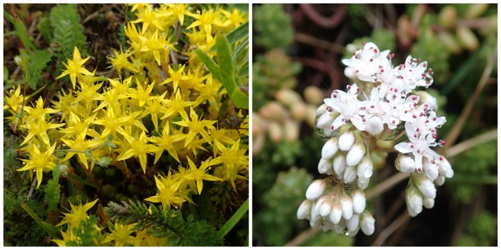 Sedum Collage