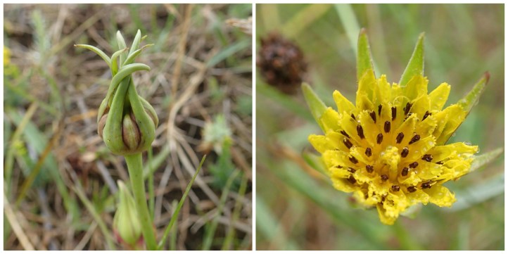 Tragopogon Collage