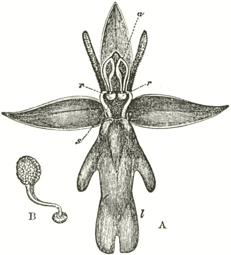 1862_Orchids_F800_fig05
