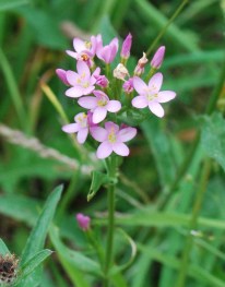 Common centaury, Centaurium erythraea