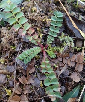 salad burnet leaves small
