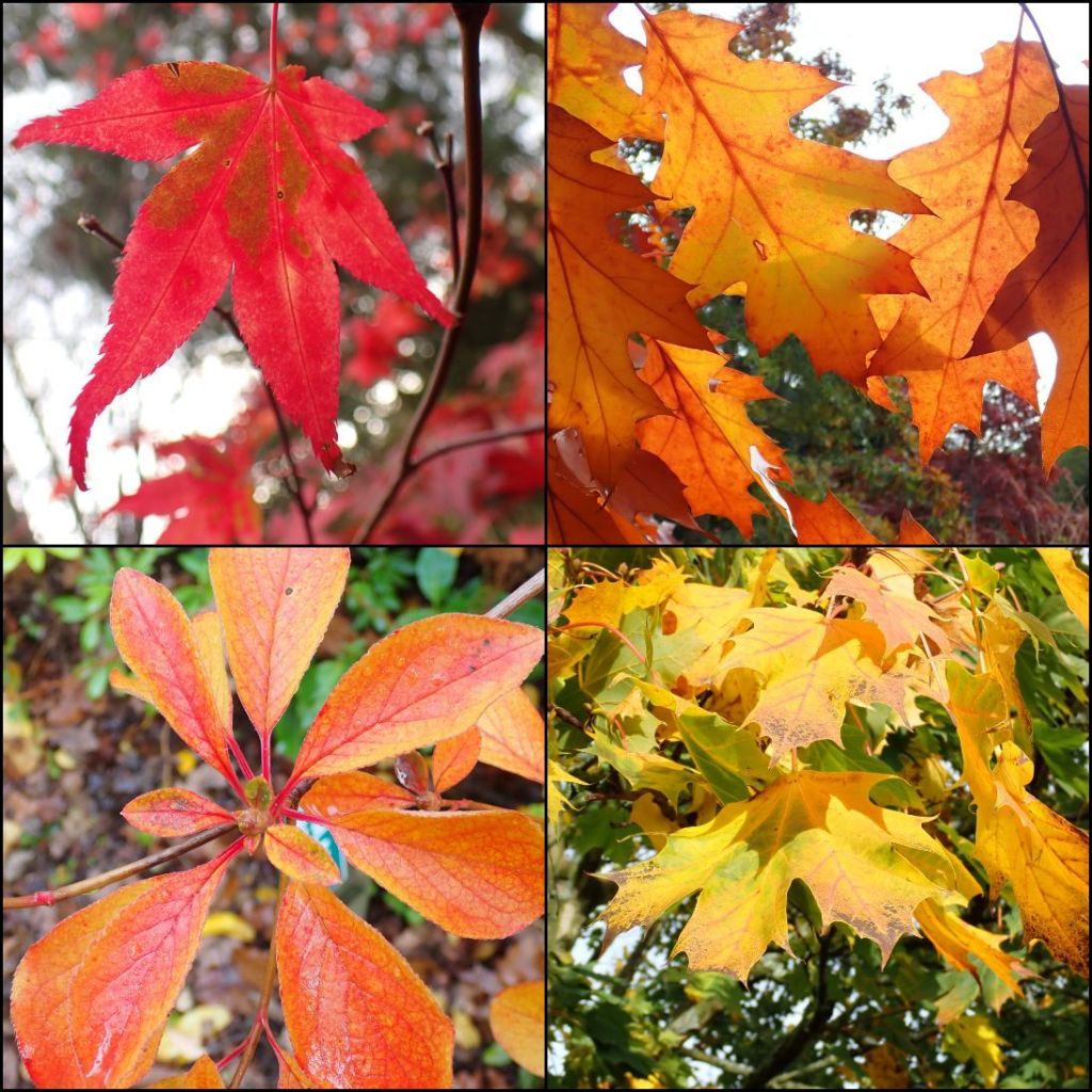 Autumn leaf collage