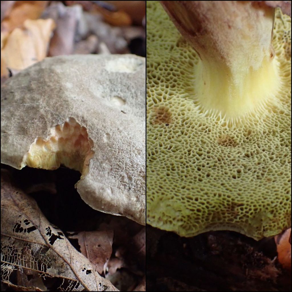 Bolete fungus Xerocomos chrysenteron