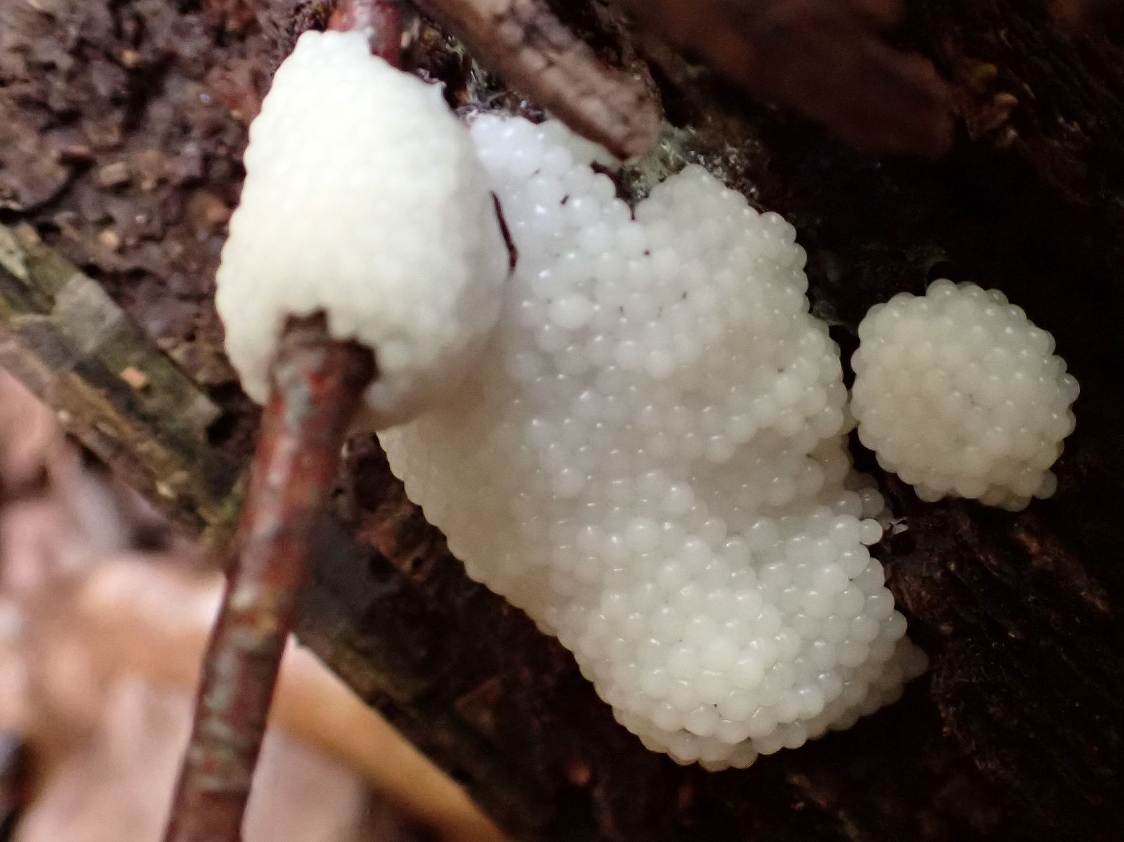 Spore producing stage of the slime mould Ceratiomyxa fruticulosa (synonym C. porioides).