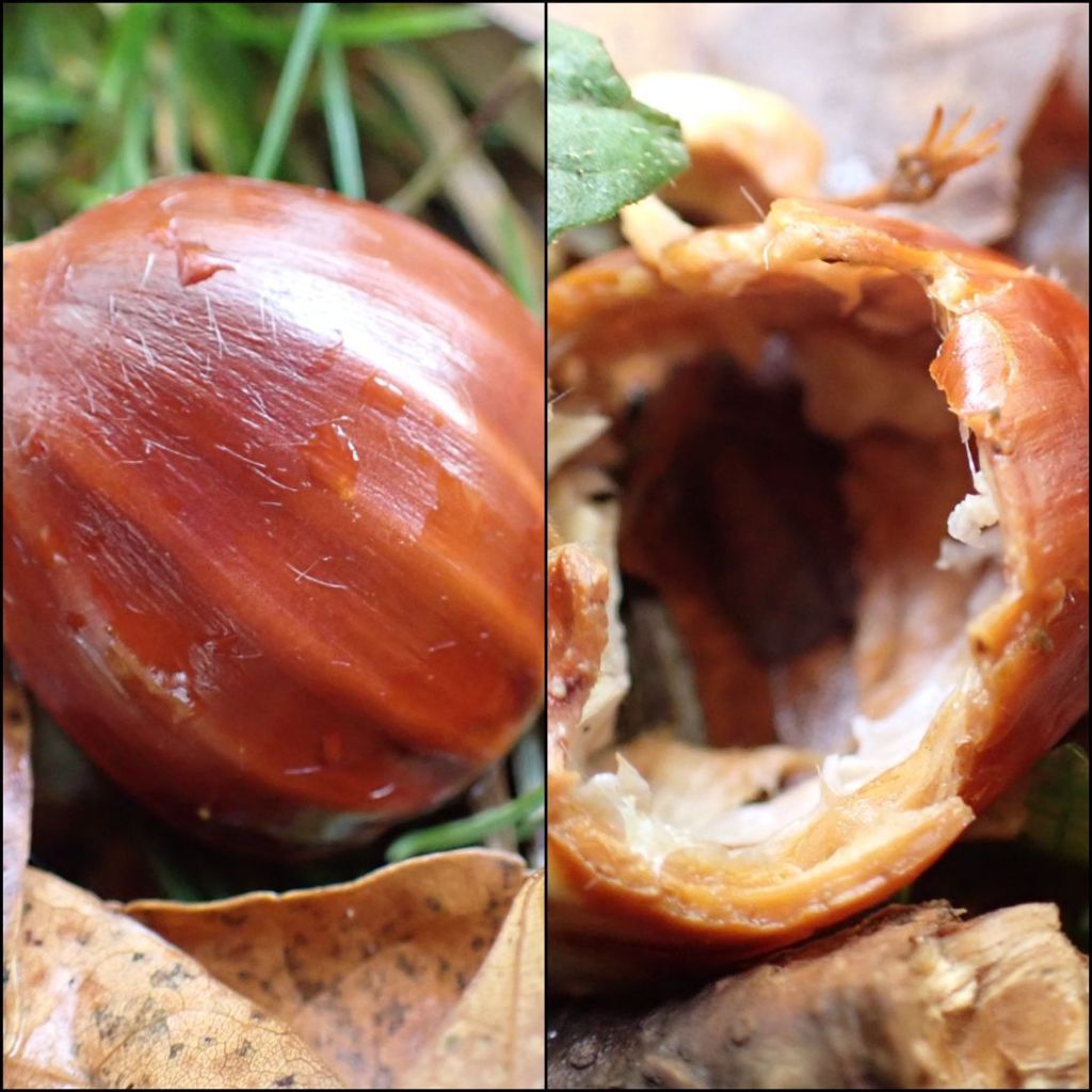 Sweet chestnuts