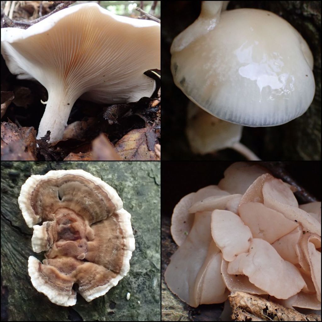 4 Fungi. Clockwise from top left: Clouded funnel, Porcelain, Beech Jellydisc and Turkeytail fungi