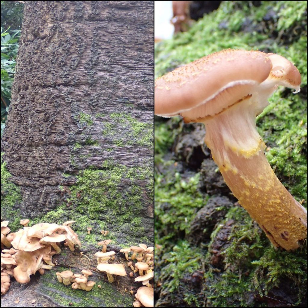 Armillaria mellea growing on the stump of the old Monkey Puzzle tree, Araucaria araucana