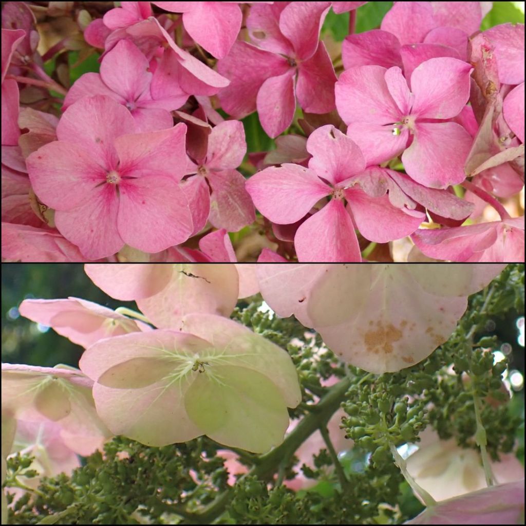 Sterile flowers of Hydrangea macrophylla with urn-shaped seed capsules of fertile flowers in bottom picture.