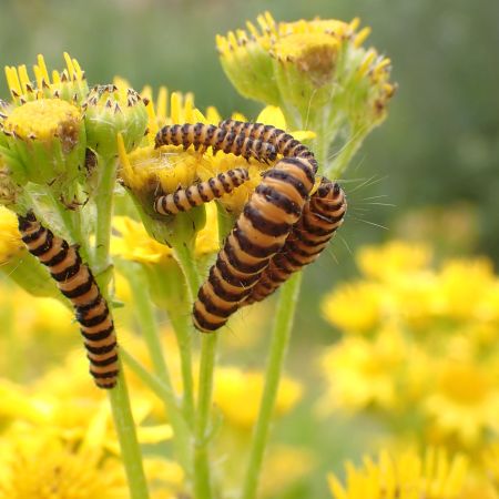 Cinnabar moth caterpillars on Common Ragwort