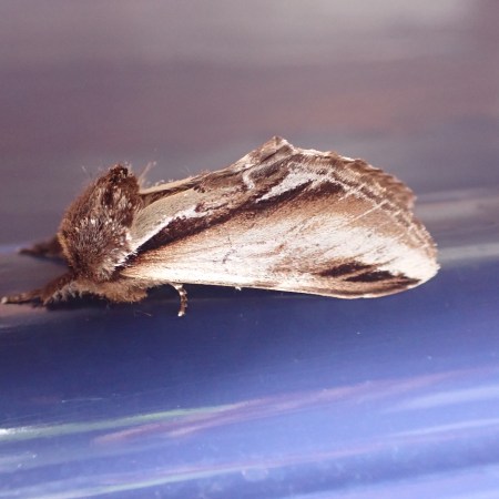 Lesser Swallow Prominent Moth