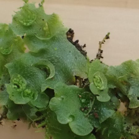 Lunularia cruciata - Crescent-cup liverwort