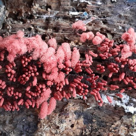 Slime mould, Myxomycota sp