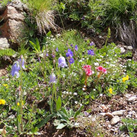 Alpine Plant assemblage