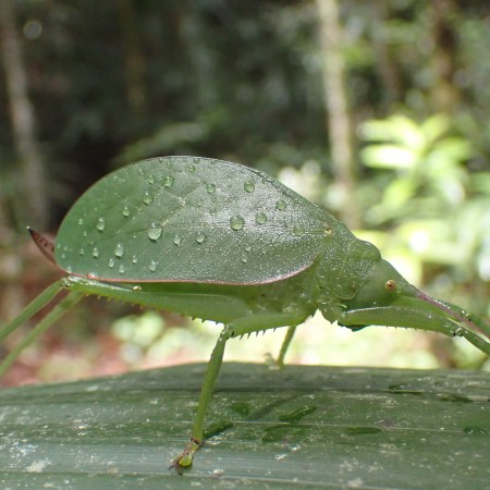 Green katydid